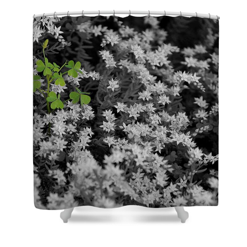 Shamrock Shower Curtain featuring the photograph Lucky and Alone by Colleen Cornelius