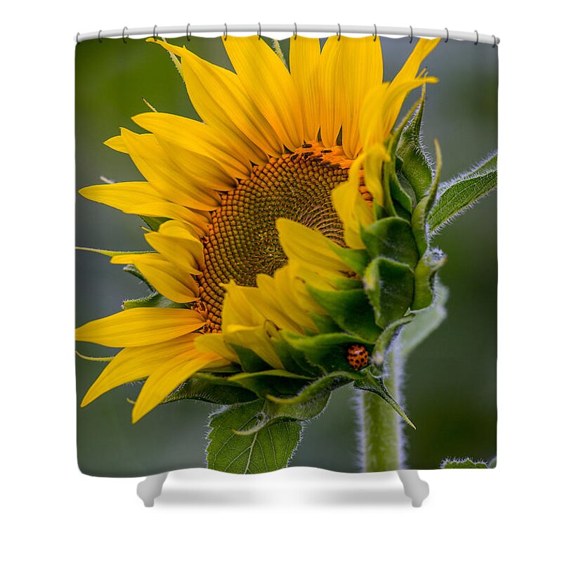 Lucky Lady Shower Curtain featuring the photograph Lucky Lady by Dale Kincaid