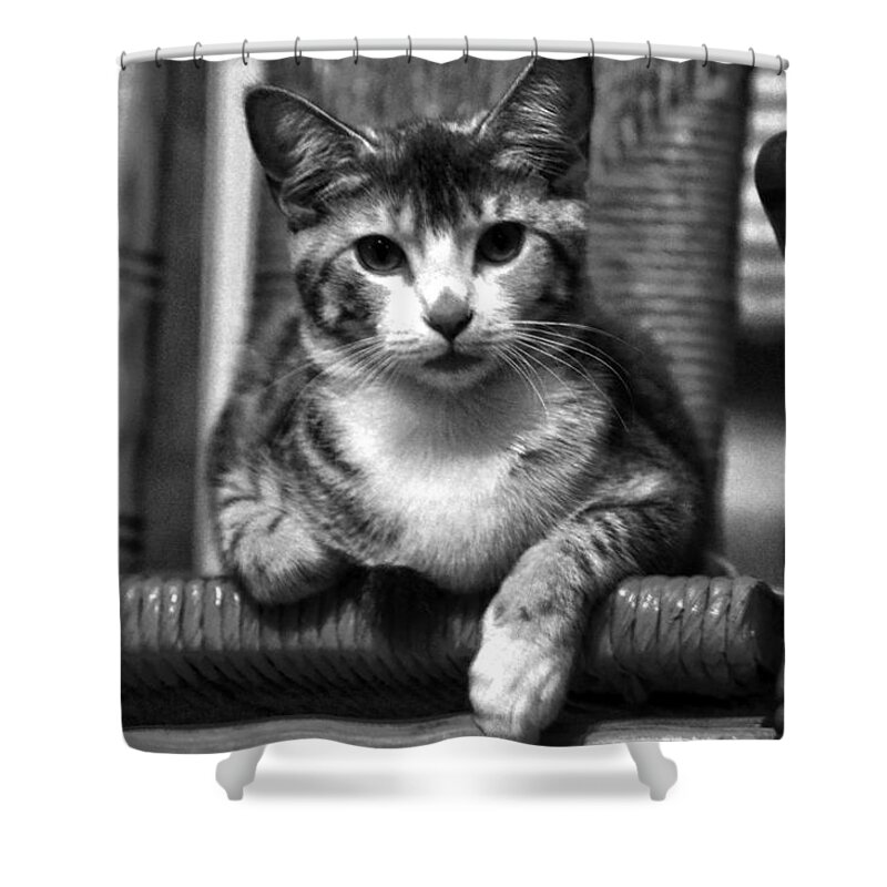 Cat Shower Curtain featuring the photograph Lucy 2 BW by Lesa Fine