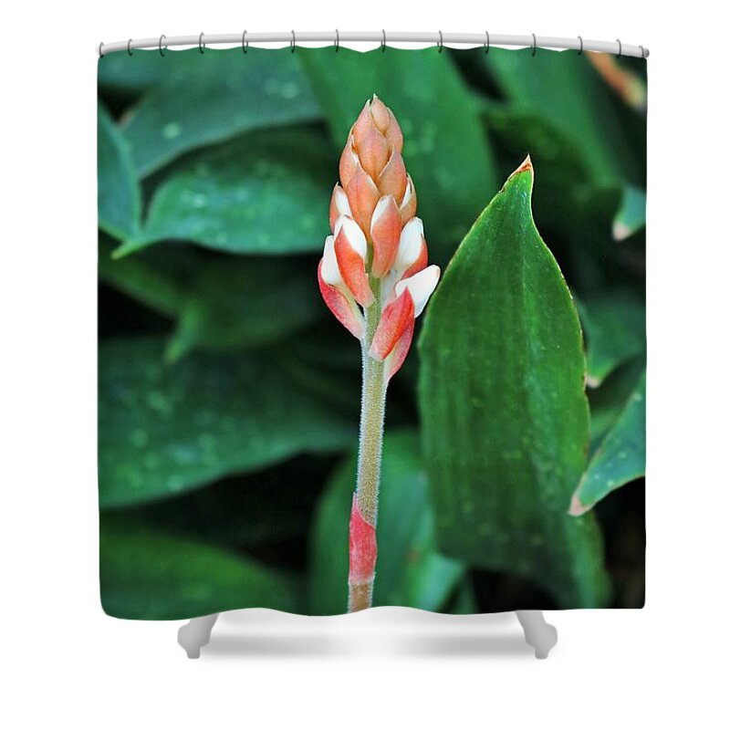 Ludisia Discolor Shower Curtain featuring the photograph Ludisia Discolor by Michiale Schneider