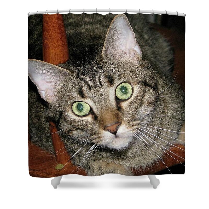 Tabby Shower Curtain featuring the photograph Luke by Ali Baucom