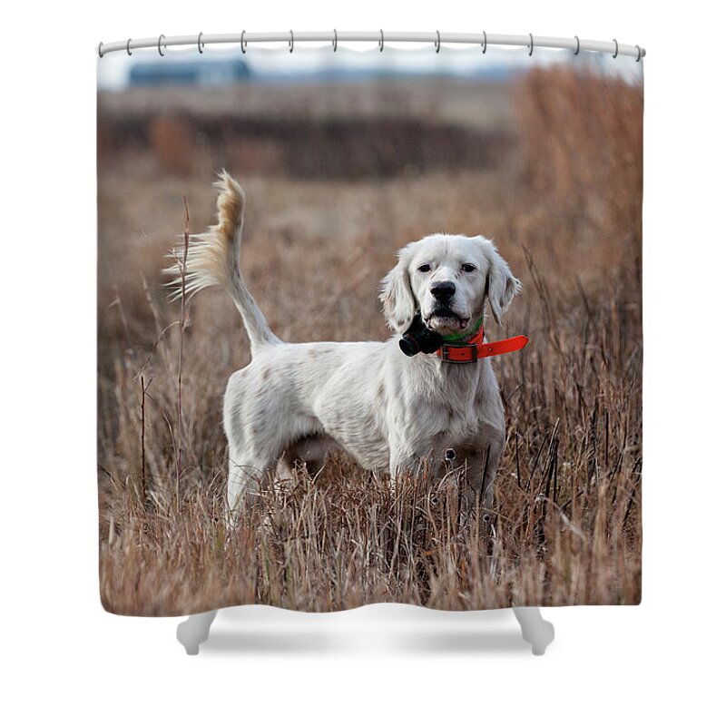 Wingshooting Shower Curtain featuring the photograph Luke - D010076 by Daniel Dempster