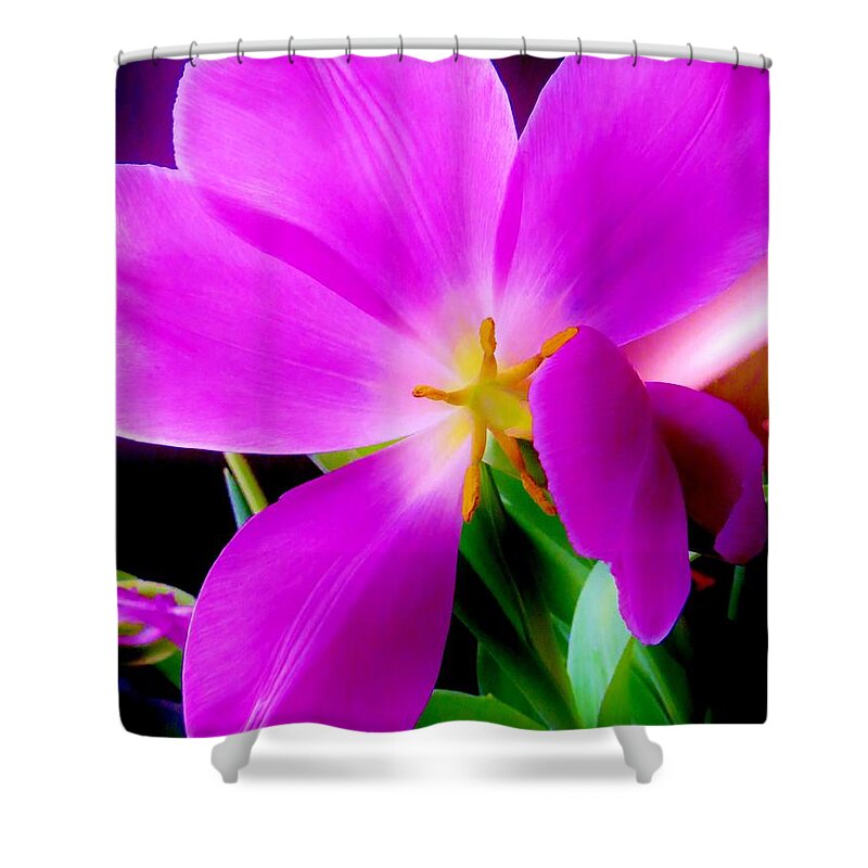 Tulip Shower Curtain featuring the photograph Luminous Tulips by Tim Townsend