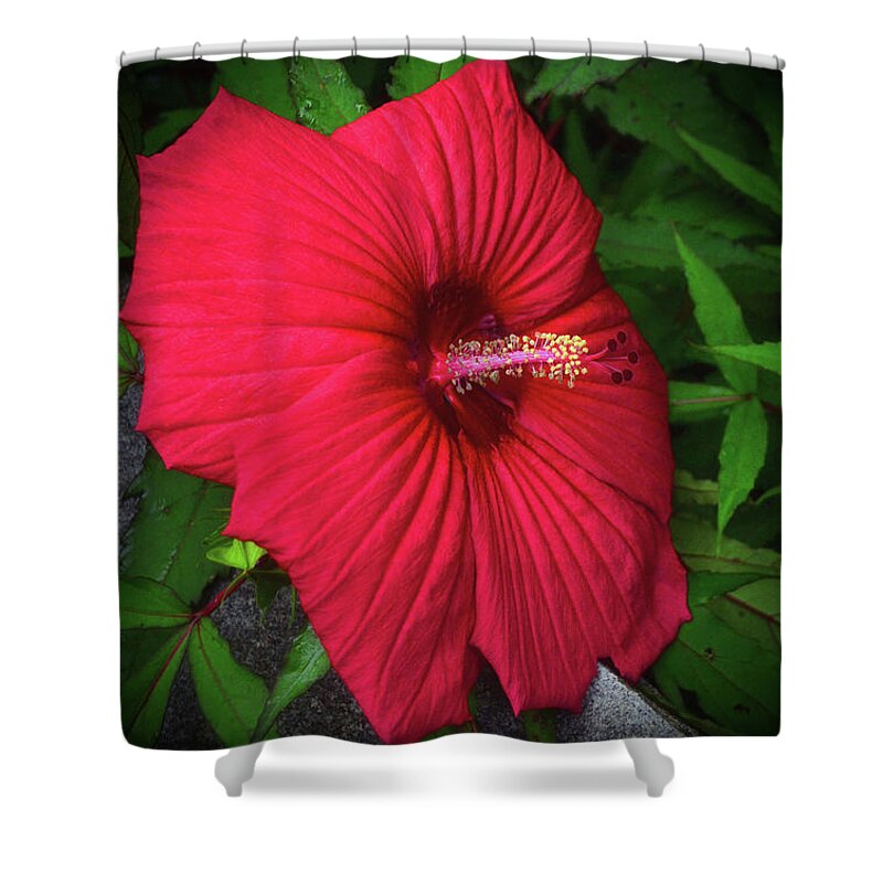 Macro Shower Curtain featuring the photograph Luna Red Hibiscus 009 by George Bostian