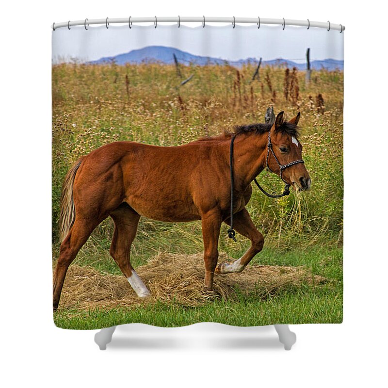 Horse Shower Curtain featuring the photograph Lunch Break by Alana Thrower
