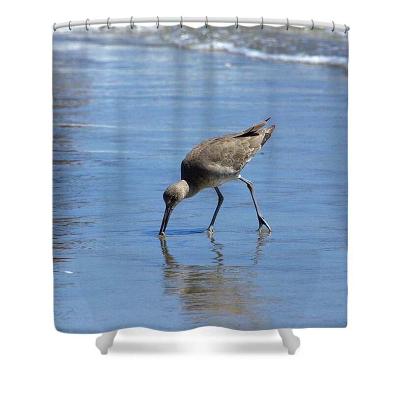 Ocean Conservation Shower Curtain featuring the photograph Lunch #1 by Leah McPhail