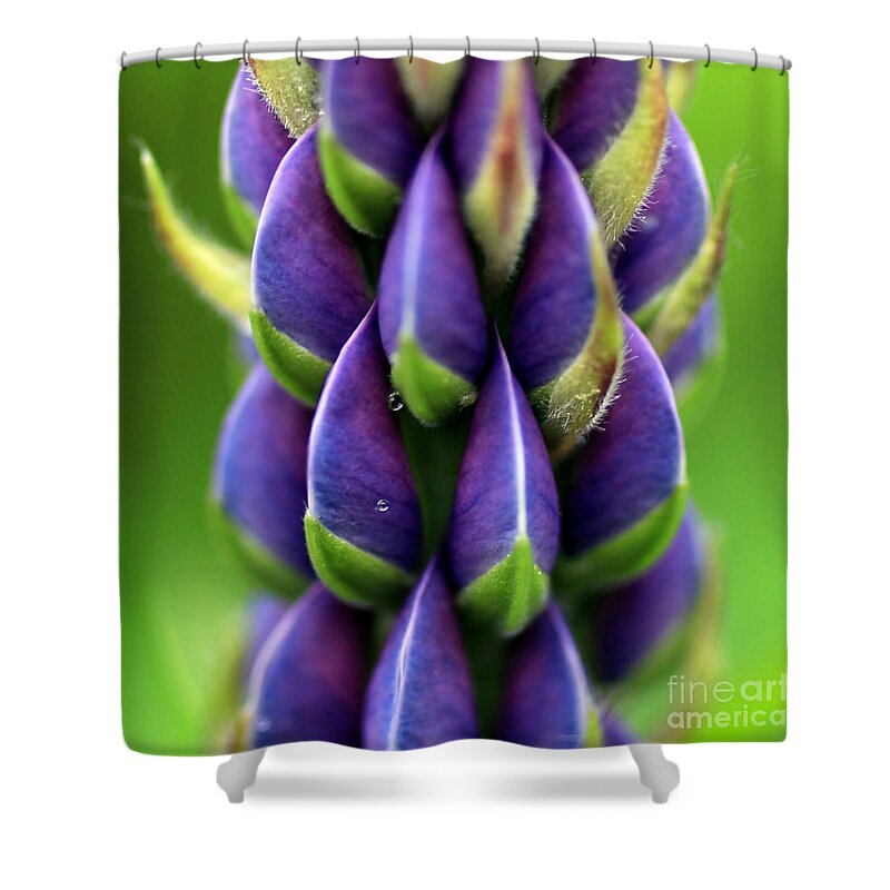 Lupine Shower Curtain featuring the photograph Lupine 2 by A K Dayton