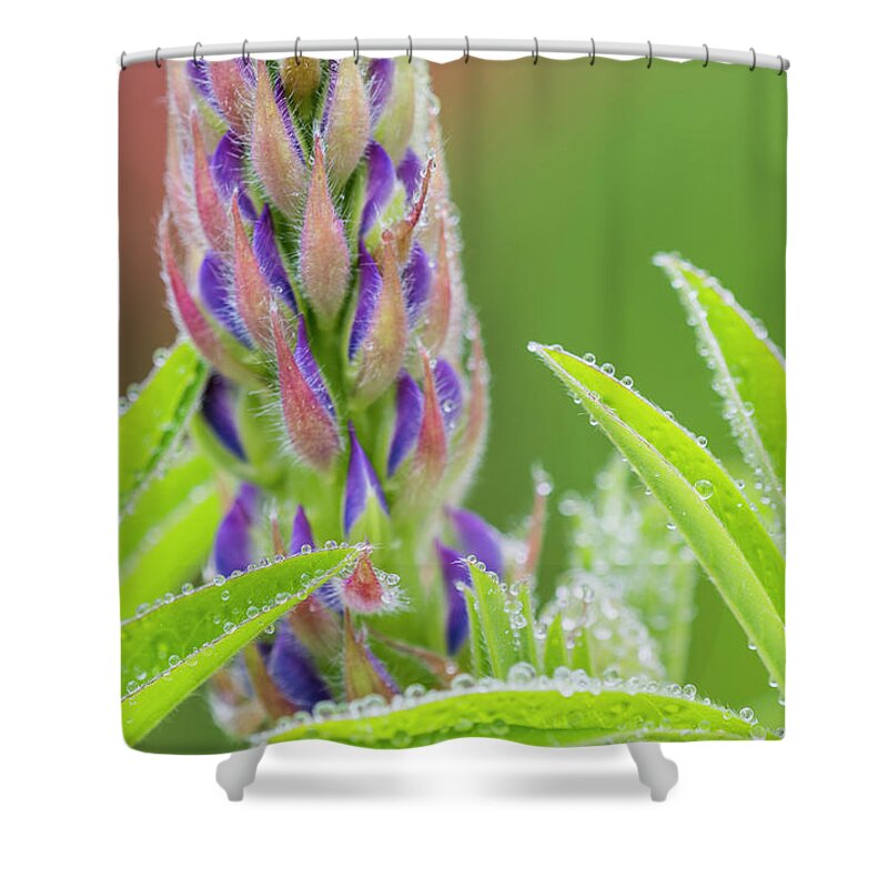 Flowers Shower Curtain featuring the photograph Lupine in the Mist by Robert Potts