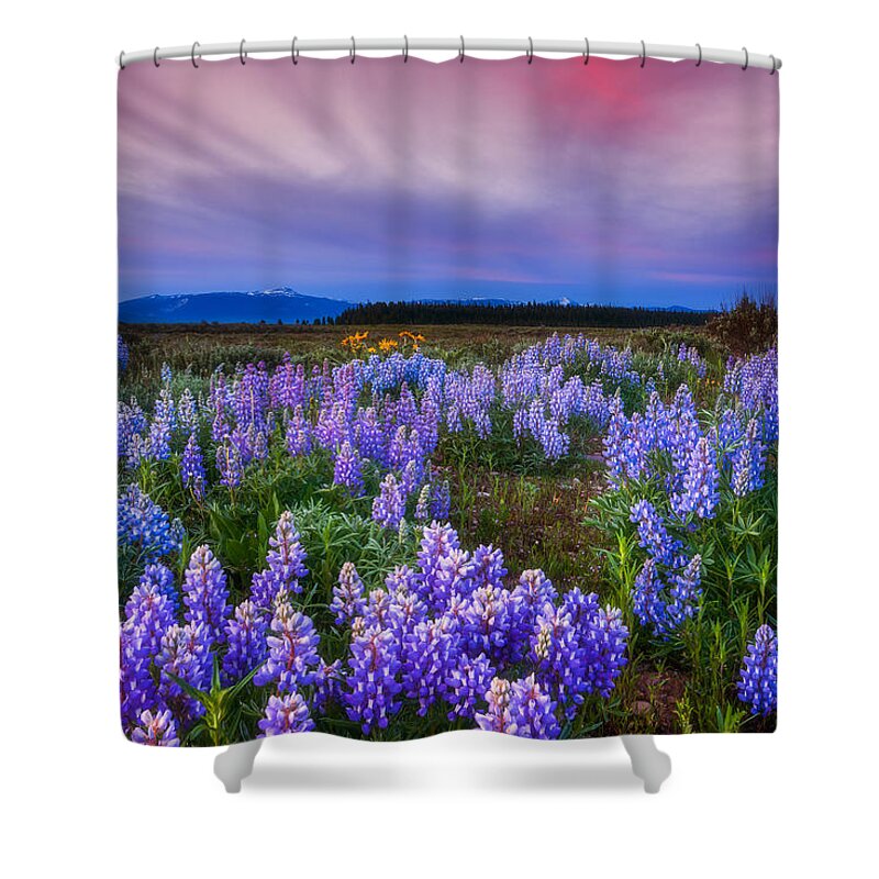 Wildflowers Shower Curtain featuring the photograph Lupine Morning by Darren White