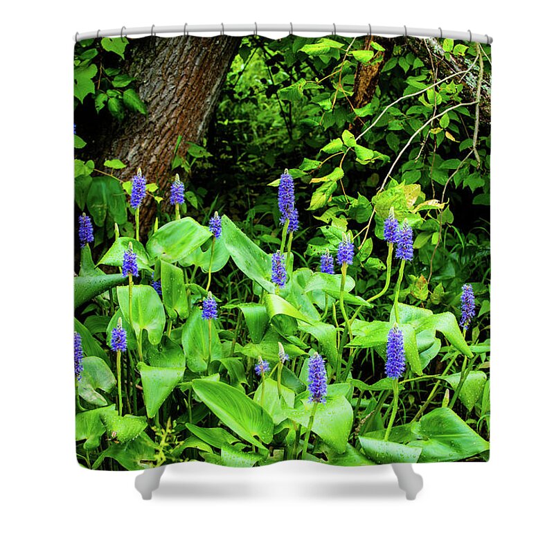 Bloom Shower Curtain featuring the photograph Lush Purple Flowers in the Woods by Dennis Dame