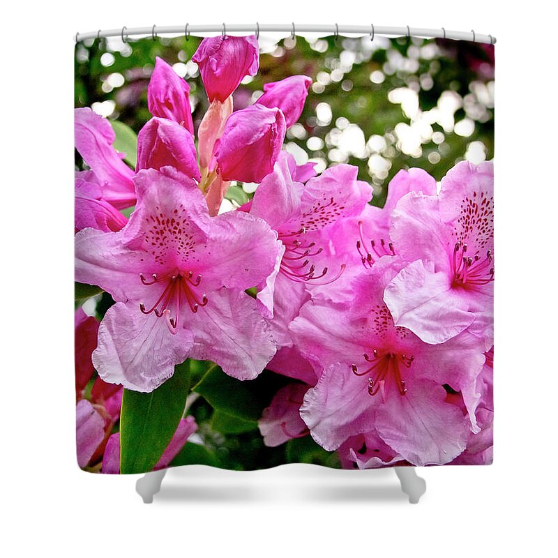 Lush Shower Curtain featuring the photograph Lush spring of the pink rhododendrons. by Elena Perelman