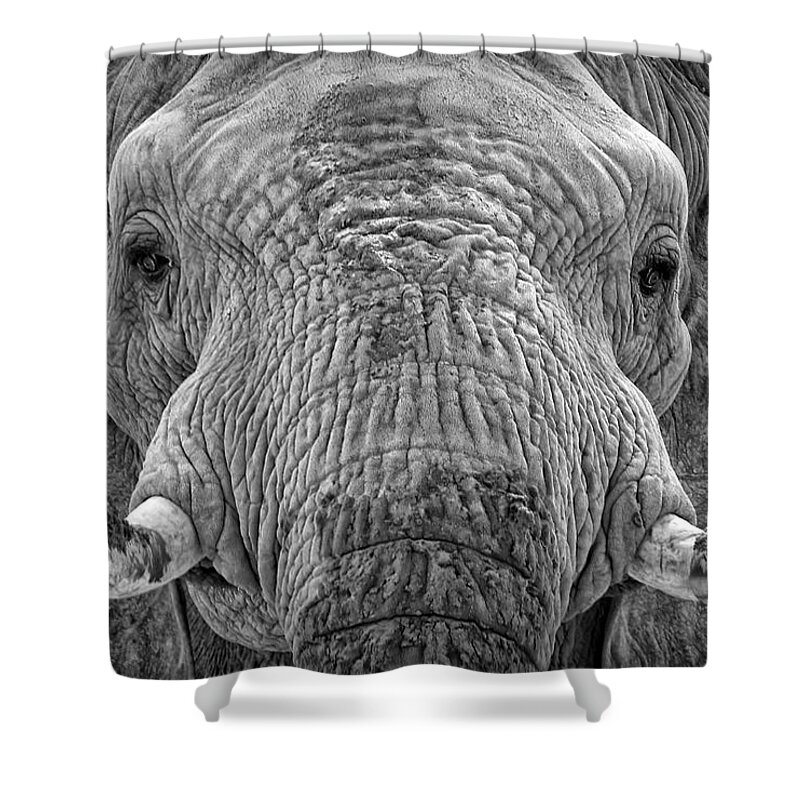 Elephants Shower Curtain featuring the photograph Mabu Up Close N Personal by Elaine Malott