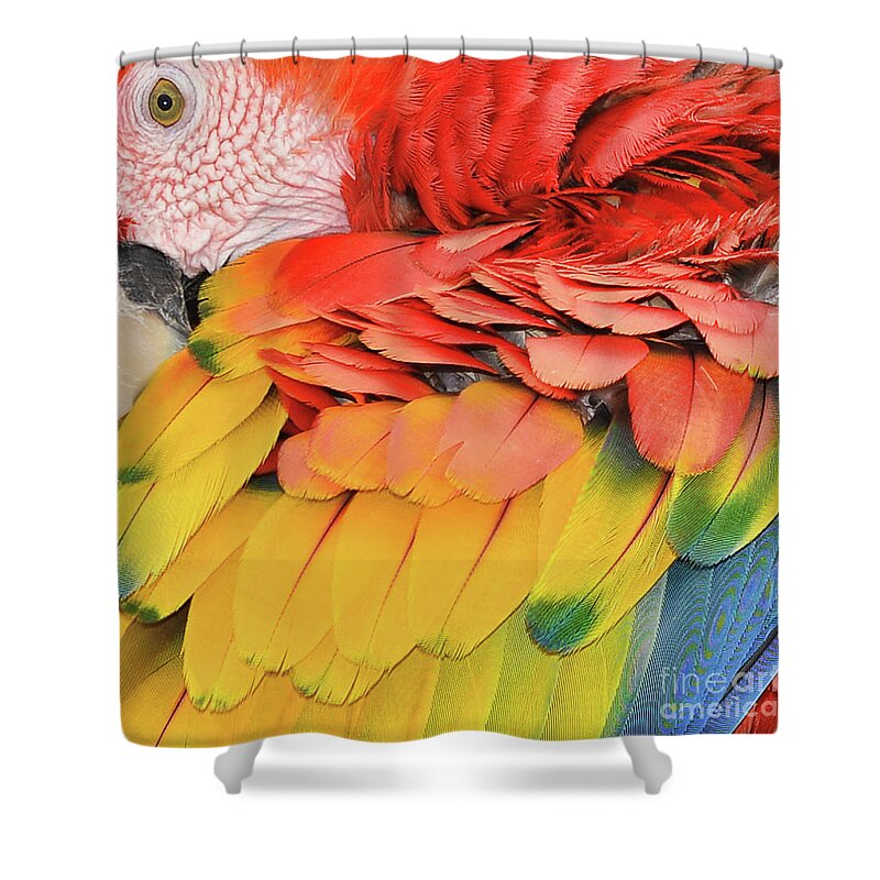 Macaw Parrot Shower Curtain featuring the photograph Macaw Parrot by Olga Hamilton