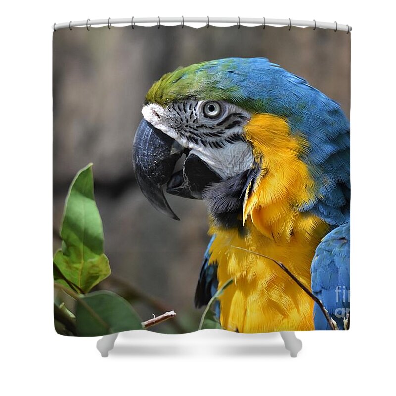 Blue And Yellow Macaw Shower Curtain featuring the photograph Macaw Portrait by Julie Adair