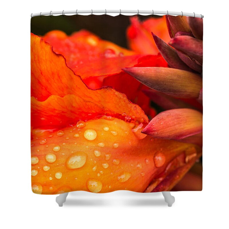 Canna Shower Curtain featuring the photograph Macro Water Drops on a Red Canna Flower by John Williams