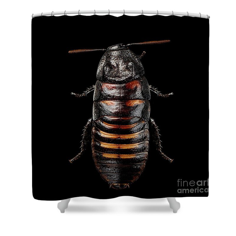 Cockroach Shower Curtain featuring the photograph Madagascar hissing cockroach by Sergey Taran