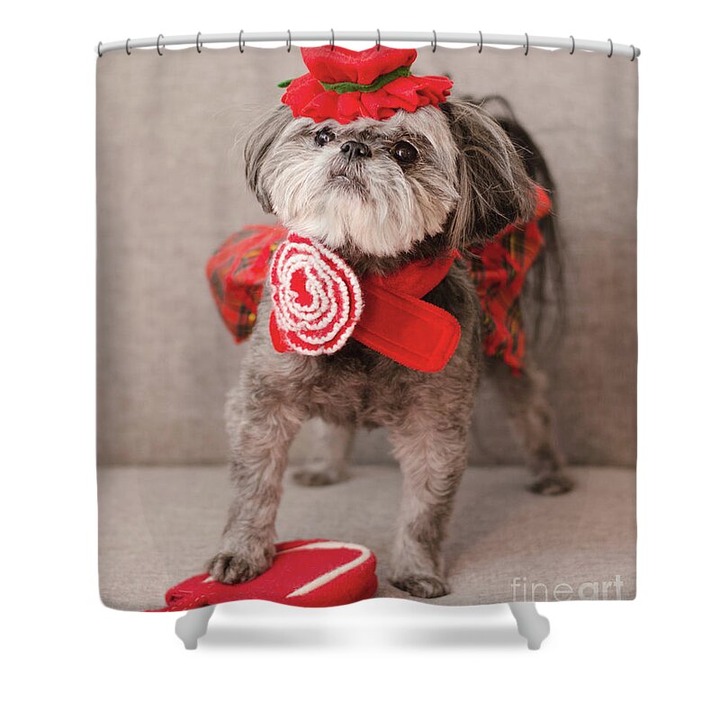 Dog Photography Shower Curtain featuring the photograph Madam Scarlett in All Red by Irina ArchAngelSkaya