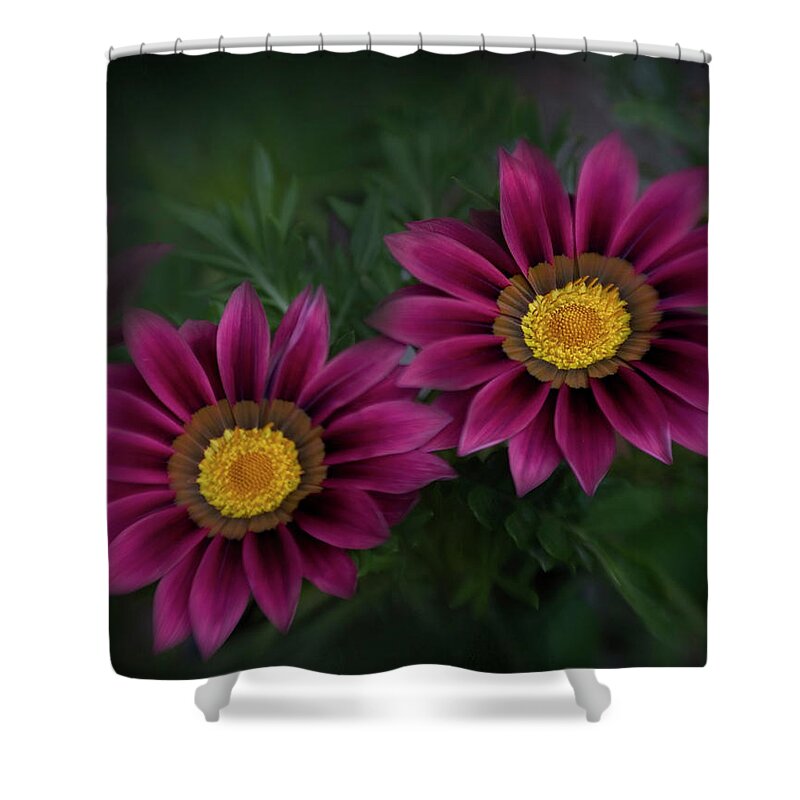 Botany Shower Curtain featuring the photograph Magenta African Daisies by David and Carol Kelly