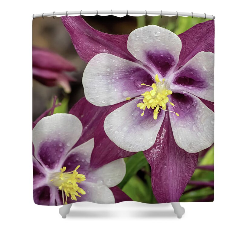 Aquilegia Shower Curtain featuring the photograph Magenta Columbines with Dew Drops by Dawn Key