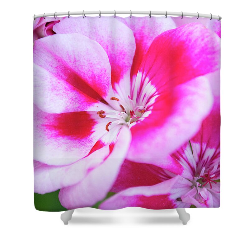 Flowers Shower Curtain featuring the photograph Magenta Painted Blooms by Lisa Blake