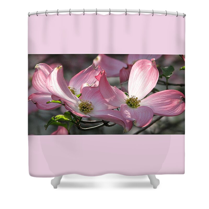 Pink Dogwood Shower Curtain featuring the photograph Magic Morning by Angela Davies