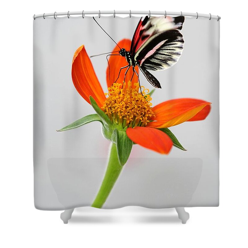 Piano Key Shower Curtain featuring the photograph Magical Butterfly by Sabrina L Ryan