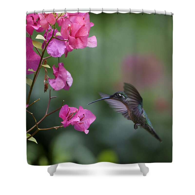 00429542 Shower Curtain featuring the photograph Magnificent Hummingbird Female Feeding by Tim Fitzharris