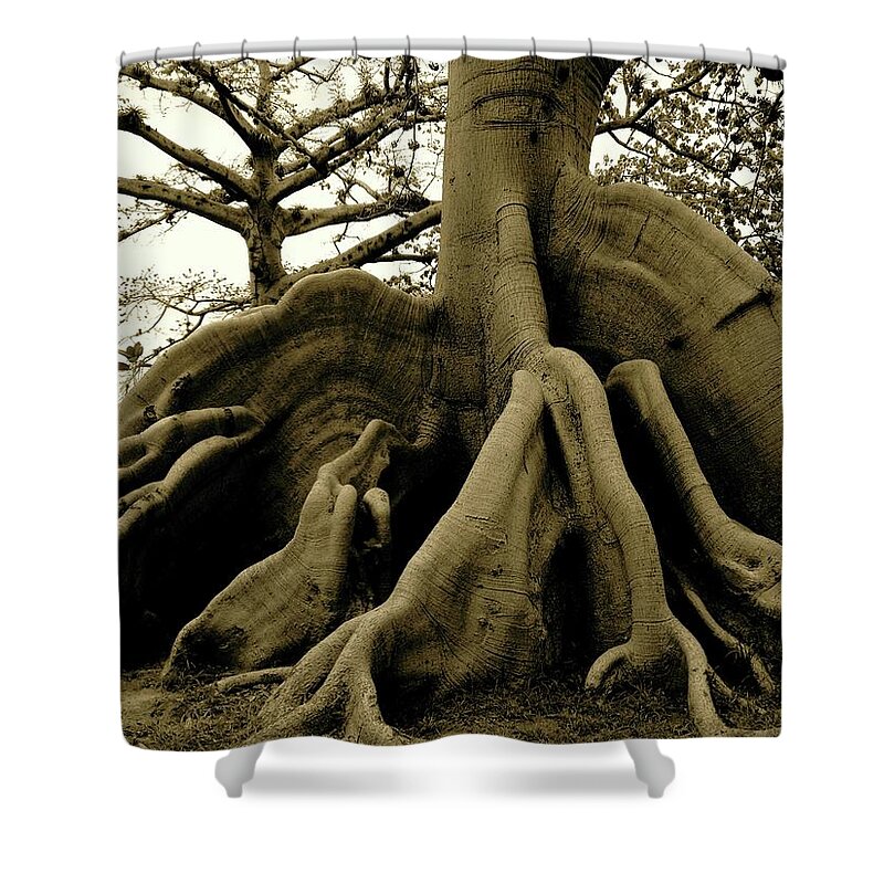  Shower Curtain featuring the photograph Magnificent tree Aguadilla Puerto Rico 2015 by Leizel Grant