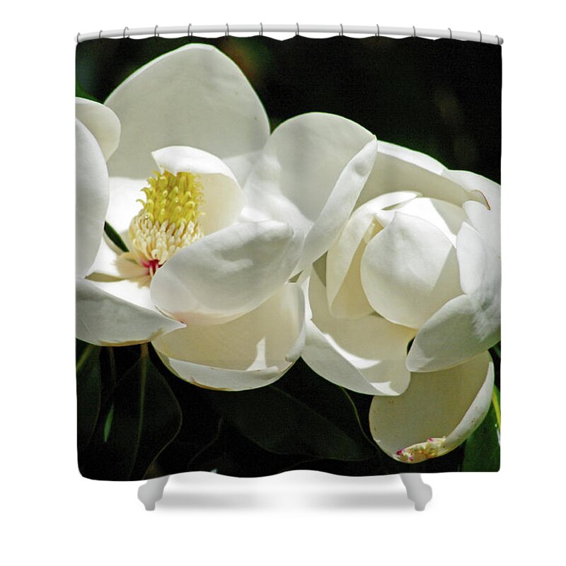 Nature Shower Curtain featuring the photograph Magnolia Bliss by Bess Carter