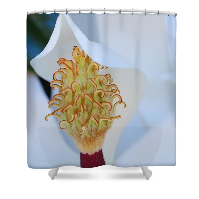 Flower Shower Curtain featuring the photograph Magnolia Blossom 1 by Amy Fose