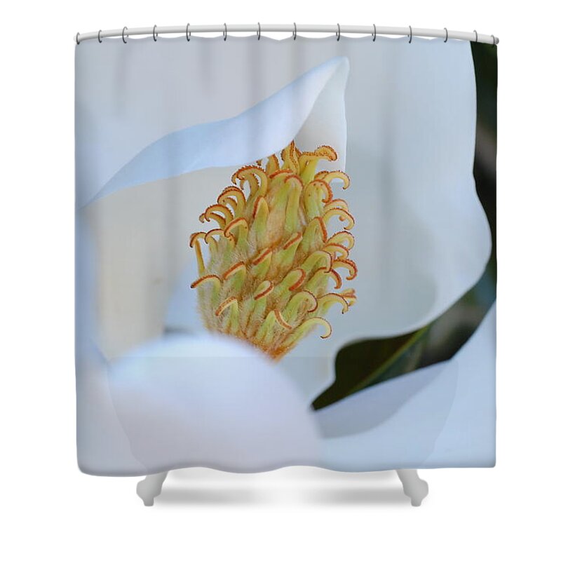 Flower Shower Curtain featuring the photograph Magnolia Blossom 2 by Amy Fose