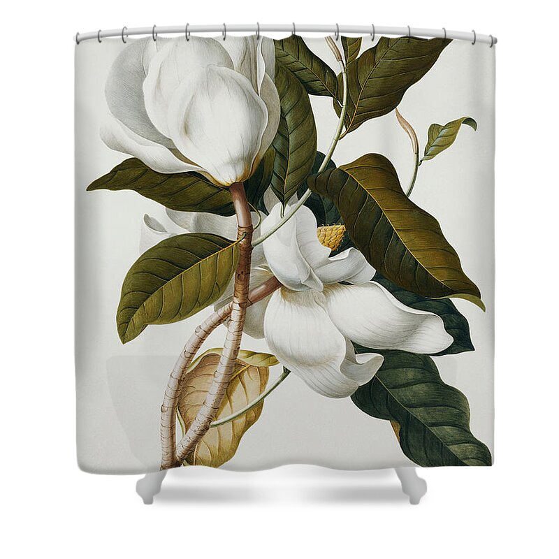 Magnolia Shower Curtain featuring the painting Magnolia by Georg Dionysius Ehret