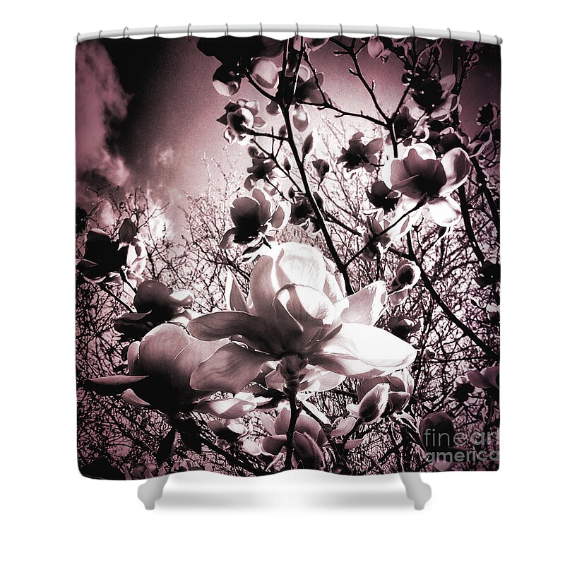 Magnolia Shower Curtain featuring the photograph Magnolia Pink by Karen Lewis