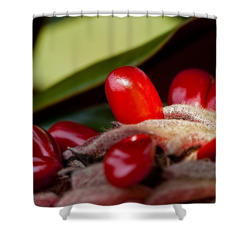 Seed Shower Curtain featuring the photograph Magnolia Seeds by Christopher Holmes
