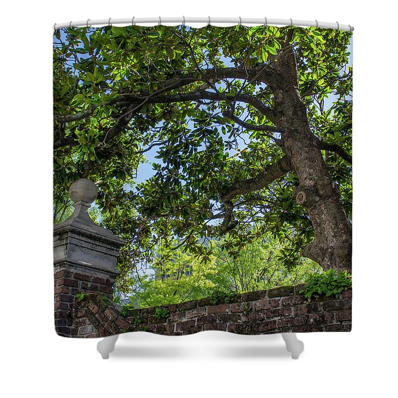 Magnolia Tree Shower Curtain featuring the photograph Magnolia Tree and Charleston Brick by Dale Powell