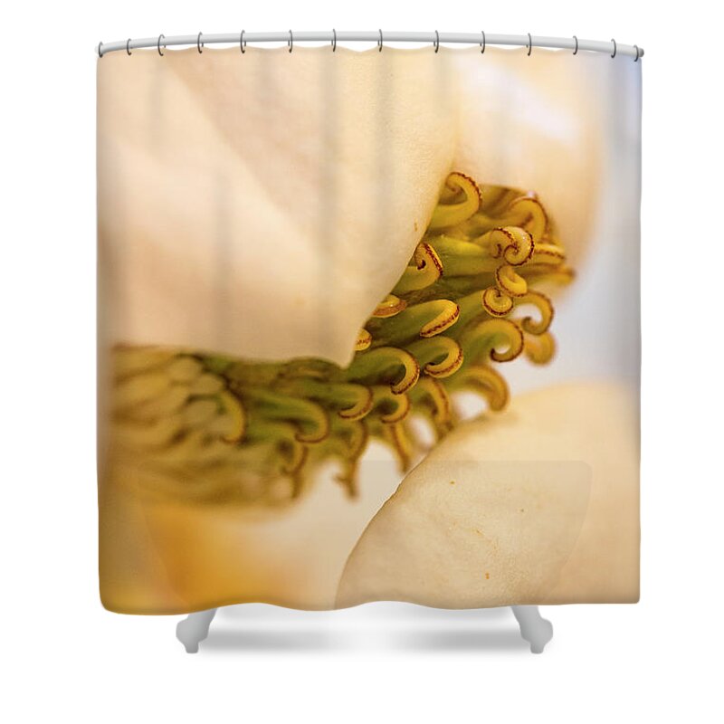 Magnolia Shower Curtain featuring the photograph Magnolia by Vanessa Thomas