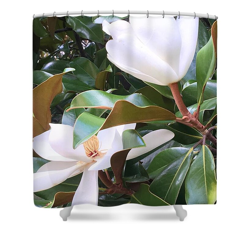 Magnolias Shower Curtain featuring the photograph Magnolias for Two by Pamela Henry