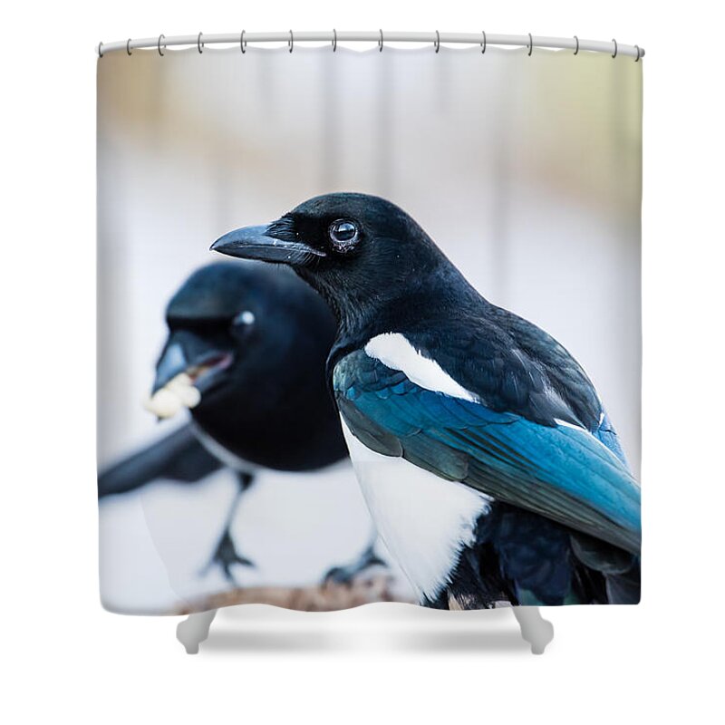 Pica Pica Shower Curtain featuring the photograph Magpies and the peanuts by Torbjorn Swenelius