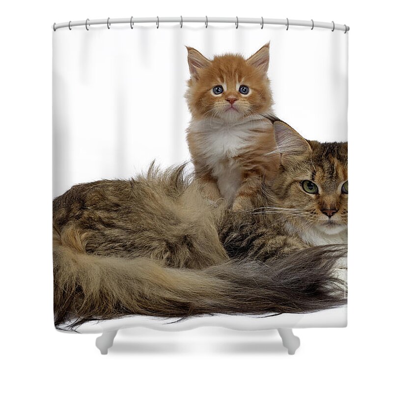 Cat Shower Curtain featuring the photograph Maine Coon Cat And Kitten by Jean-Michel Labat