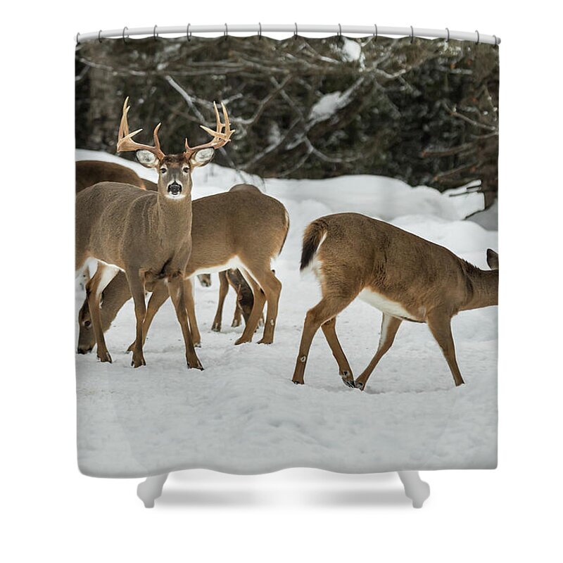 Deer Shower Curtain featuring the photograph Majestic by Colin Chase