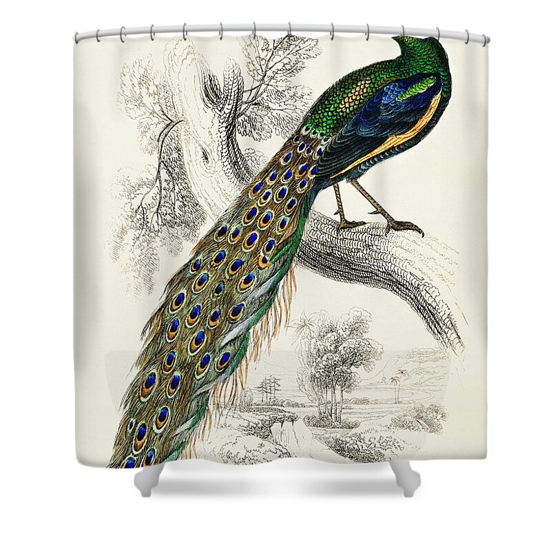 1836 Shower Curtain featuring the painting Majestic male peafowl portrait by Vincent Monozlay