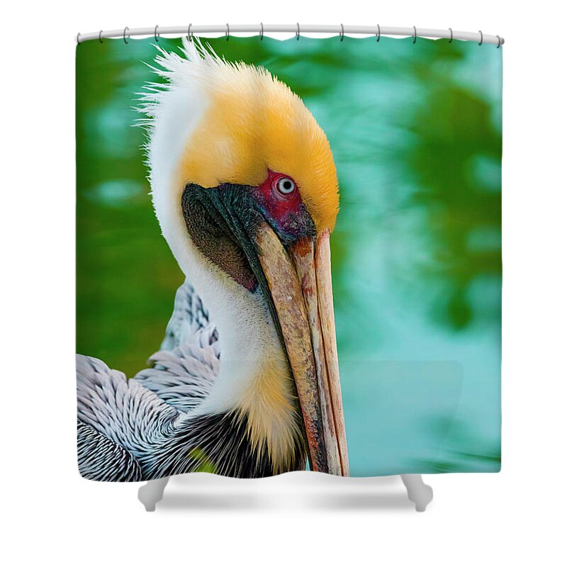 Nature Shower Curtain featuring the photograph Majestic Pelican 48 by Ricardos Creations