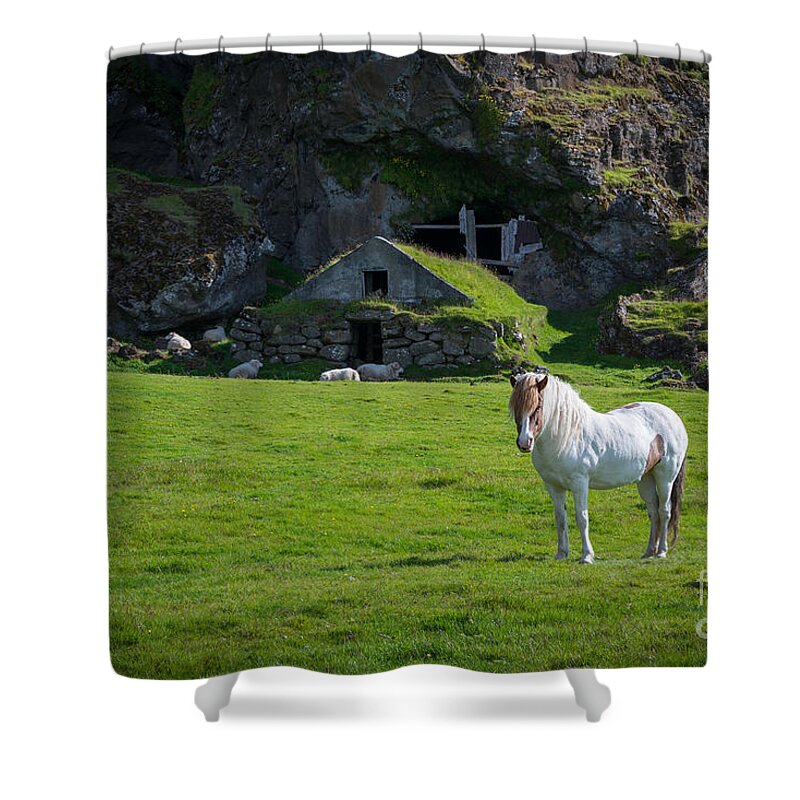 Icelandic Horse Shower Curtain featuring the photograph Majestic White Horse In Iceland by Michael Ver Sprill