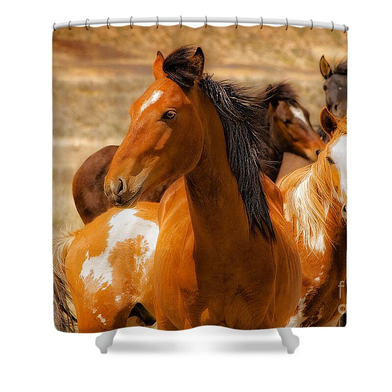 Majestic Wild Stallion With Herd On Navajo Indian Reservation In New Mexico Fine Art Nature Print Shower Curtain featuring the photograph Majestic Wild Stallion by Jerry Cowart