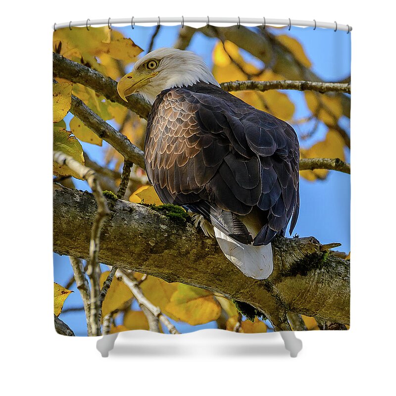 Eagle. Bald Eagle Shower Curtain featuring the photograph Majesty in Yellow by Jerry Cahill