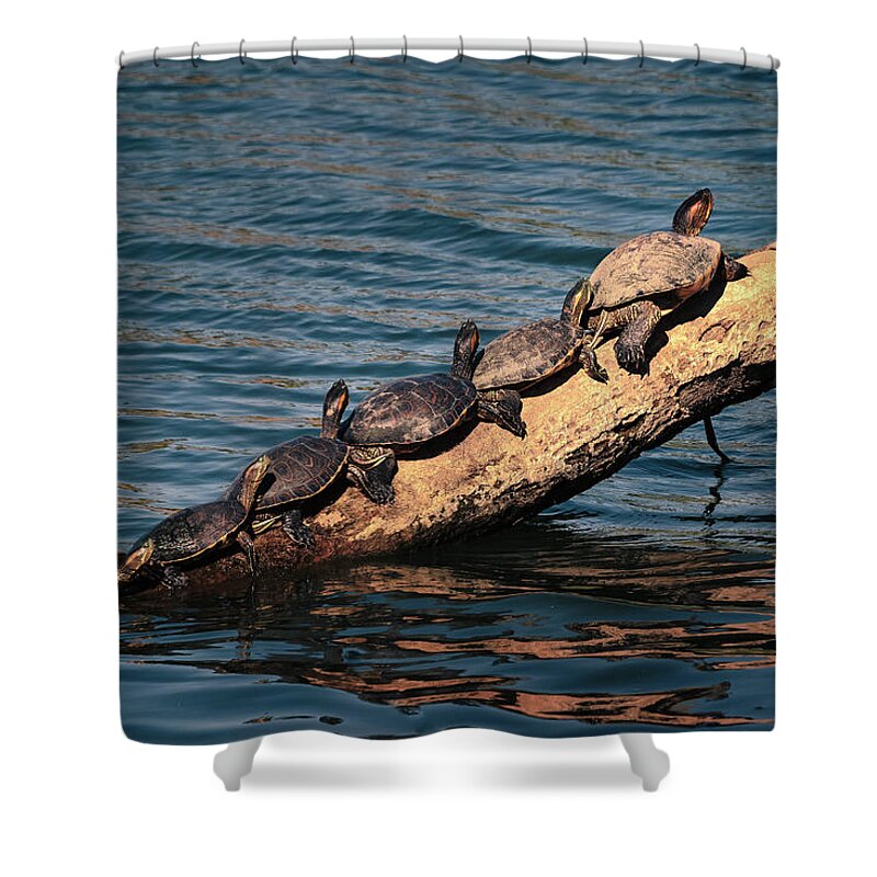 Baja California Sur Shower Curtain featuring the photograph Make Room for Me by John Hight