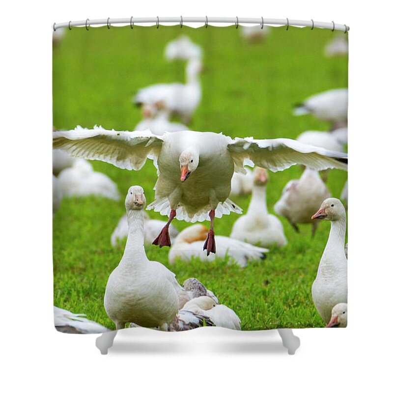 Goose Shower Curtain featuring the photograph Make Room by Michael Dawson