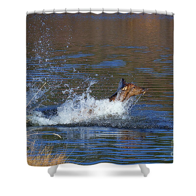 Elk In Lake Shower Curtain featuring the photograph Making a Splash by Jim Garrison