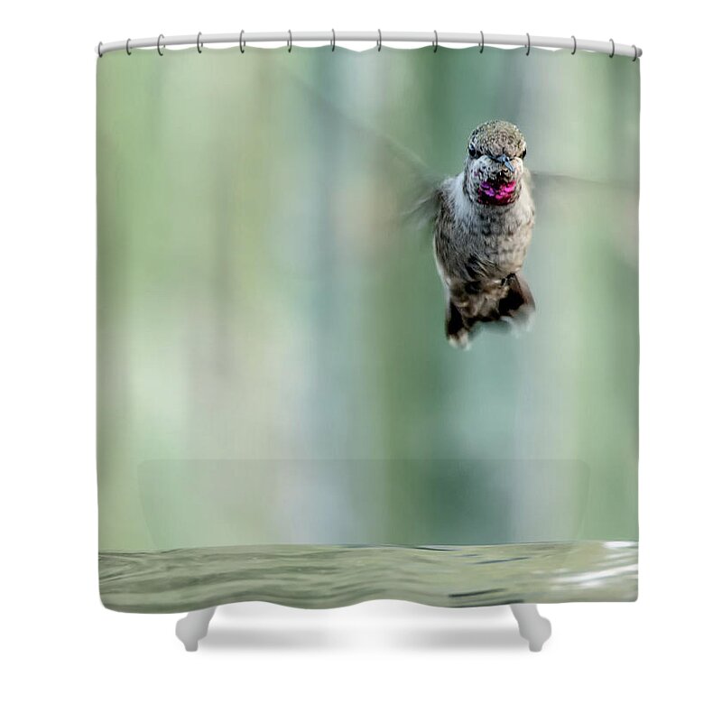 Male Shower Curtain featuring the photograph Male Anna's Hummingbird 8386 by Tam Ryan