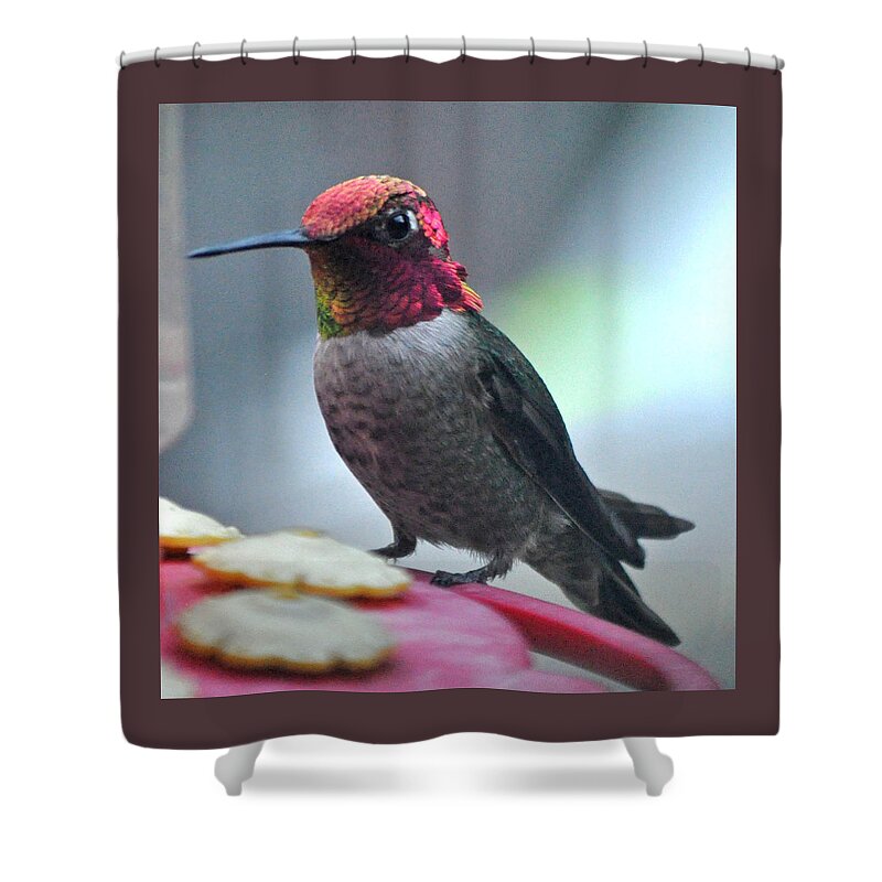 Animal Shower Curtain featuring the photograph Male Anna's Hummingbird On Feeder Perch by Jay Milo